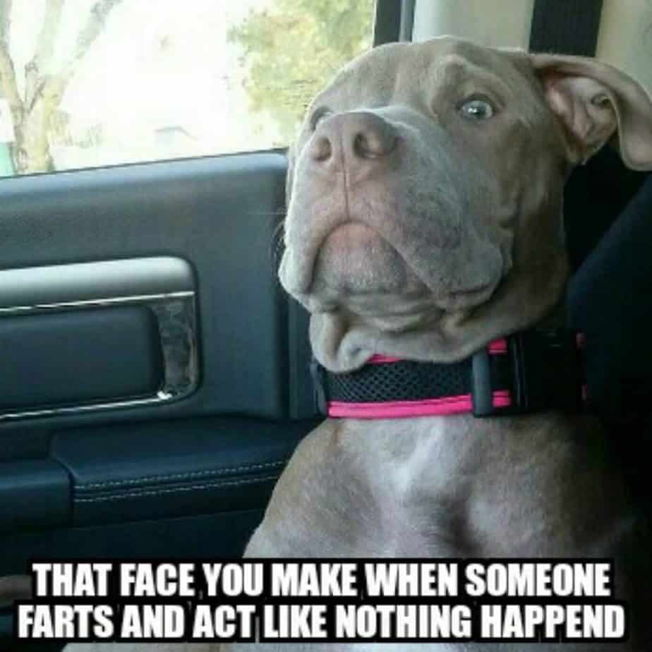 Pitbull meme - that face you make when someone farts and act like nothing happend