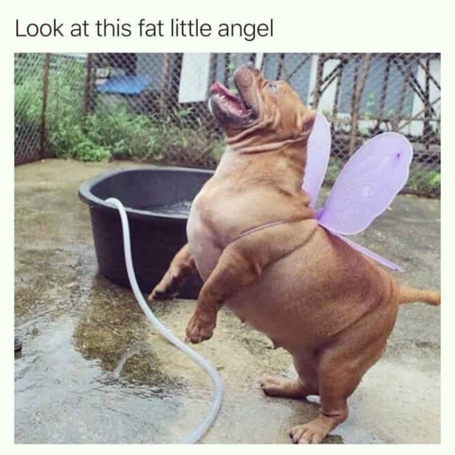 Pitbull meme - look at this fat little angel