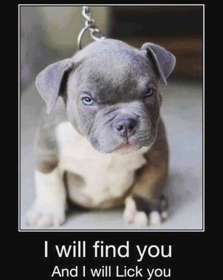 Pitbull Meme - I will find you and I will lick you