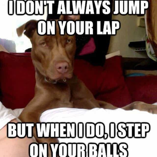 Pitbull meme - i don't always jump on your lap but when i do, i step on your ball