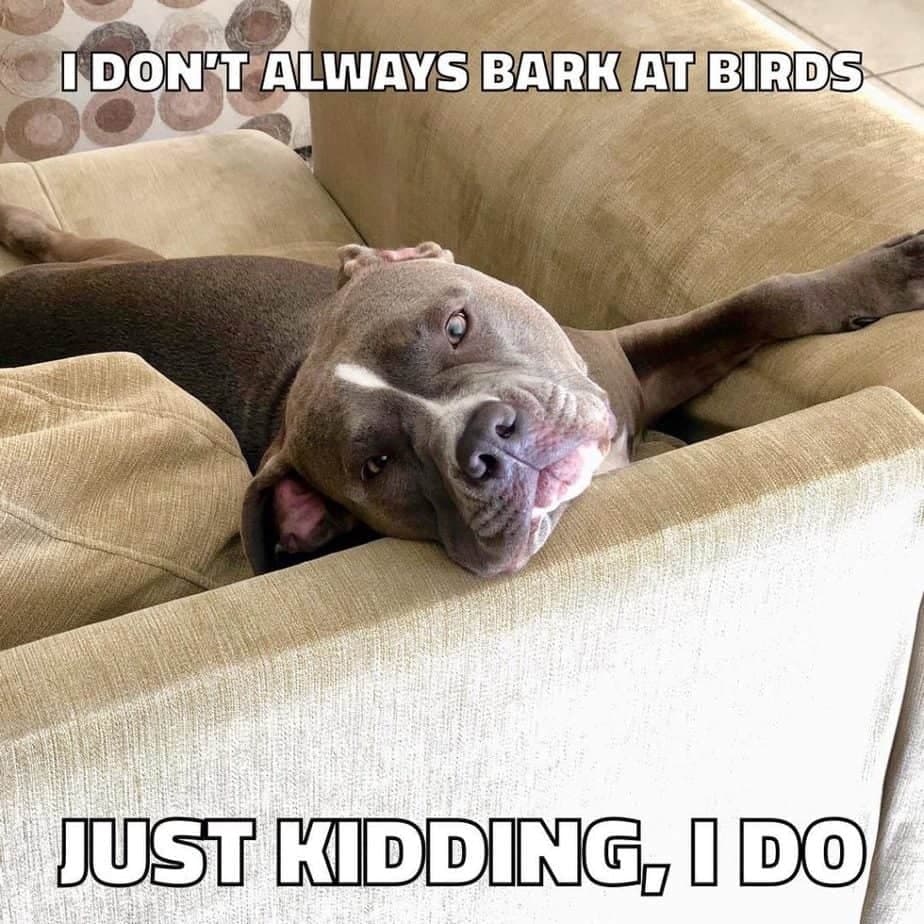 Pitbull Meme - I don't always bark at birds just kidding, I do