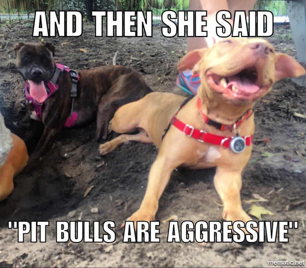 Pitbull meme - and then she said pit bulls are aggressive