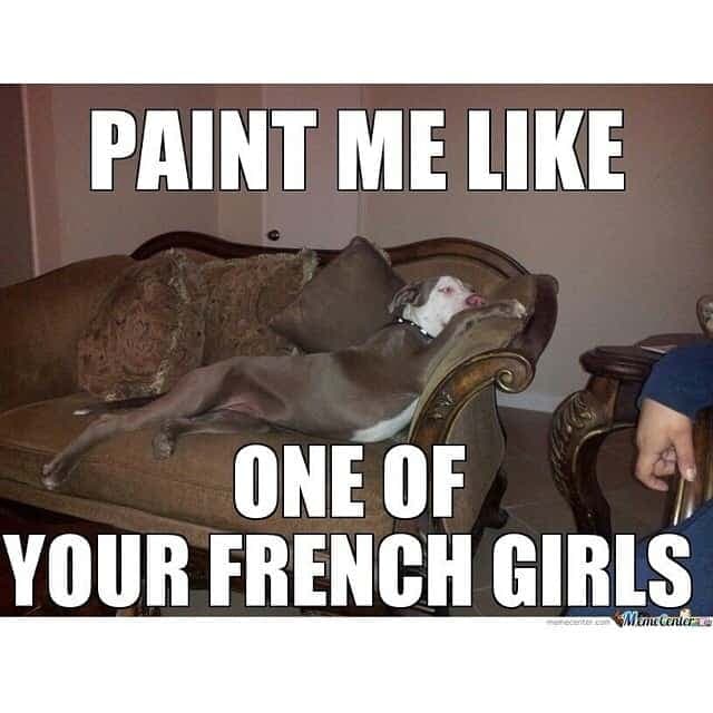 Pitbull meme - paint me like one of your french girls
