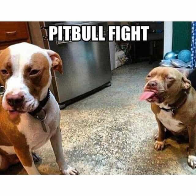 Pitbull meme - pitbull fight