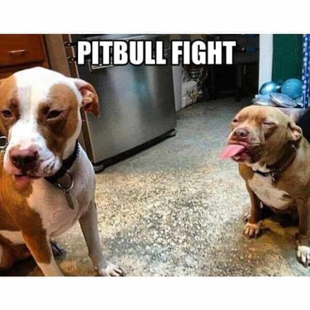 Pitbull Meme - Pitbull fight