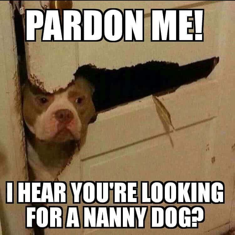Pitbull meme - pardon me i hear you're looking for a nanny dog