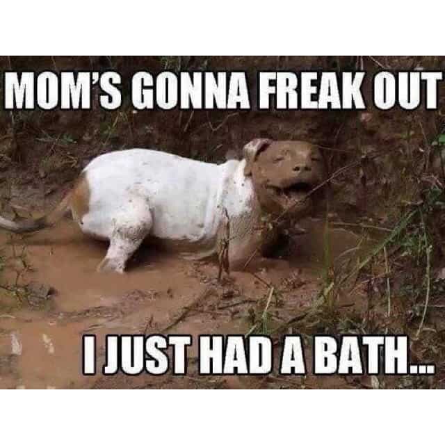 Pitbull Meme - Mom's gonna freak out I just had a bath...