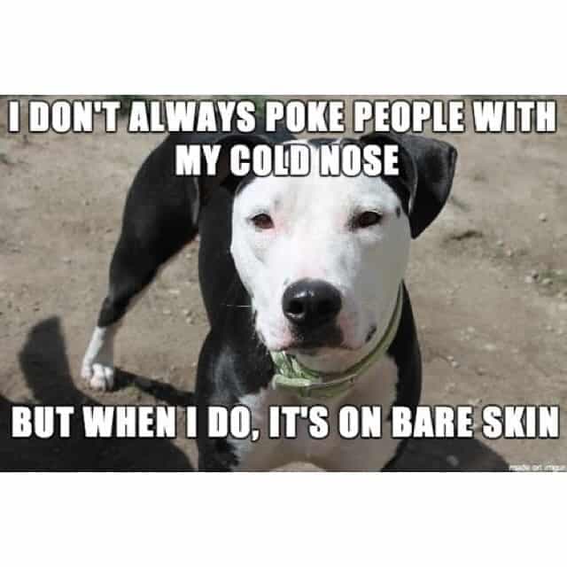 Pitbull meme - i don't always poke people with my cold nose but when i do, it's on bare skin