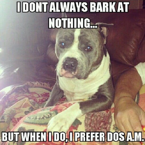 Pitbull Meme - I don't always bark at nothing...but when I do, I prefer dos a.m.