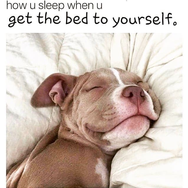 Pitbull meme - how u sleep when u get the bed to yourself