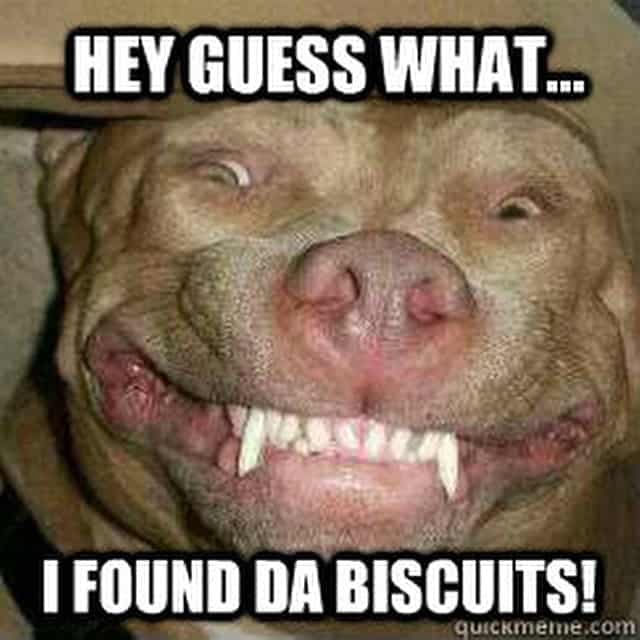 Pitbull meme - hey guess what... I found da biscuits!