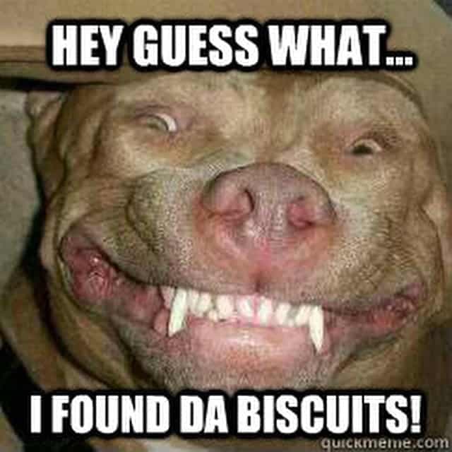 Pitbull Meme - Hey guess what... I found da biscuits!