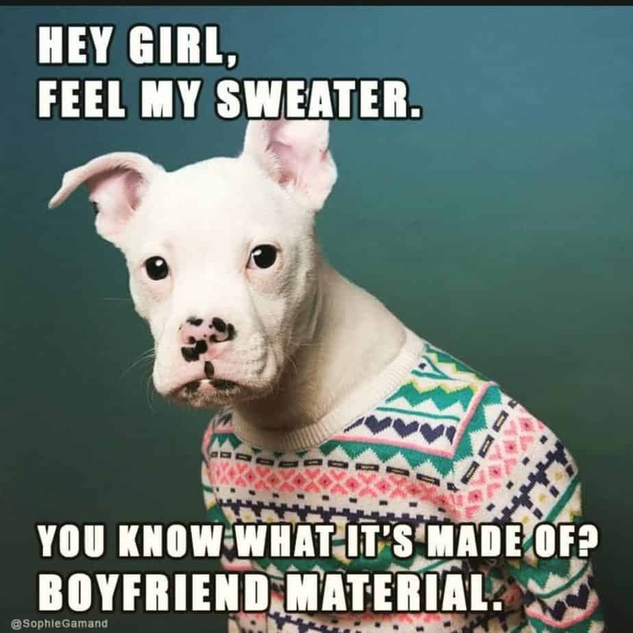 Pitbull meme - hey girl, feel my sweater. You know what it's made of boyfriend material.