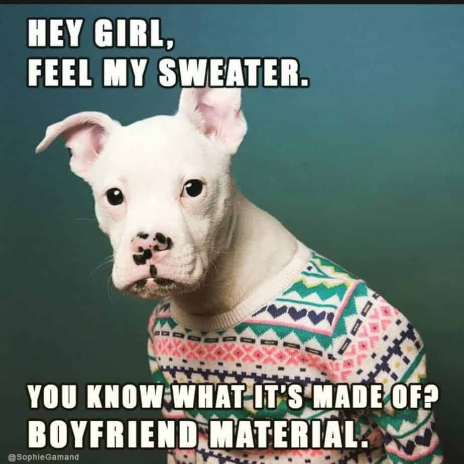 Pitbull Meme - Hey Girl, feel my sweater. You know what it's made of boyfriend material.