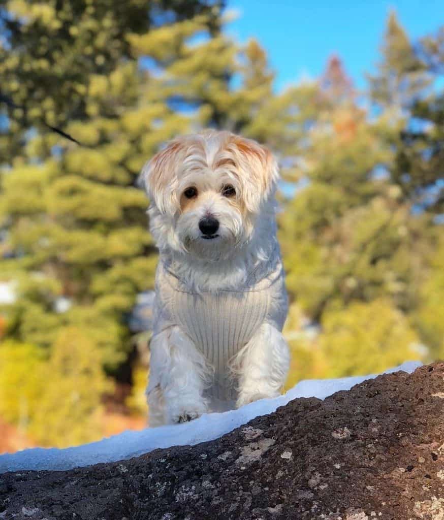 Husky corgi mix