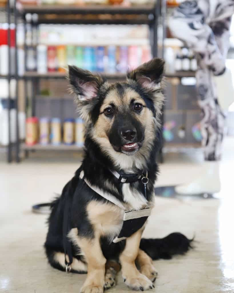 Poodle Corgi Mix