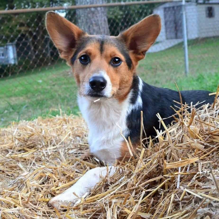 German shepherd corgi mix