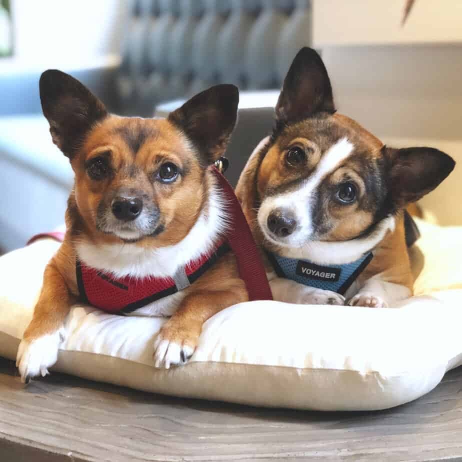 Labrador corgi mix