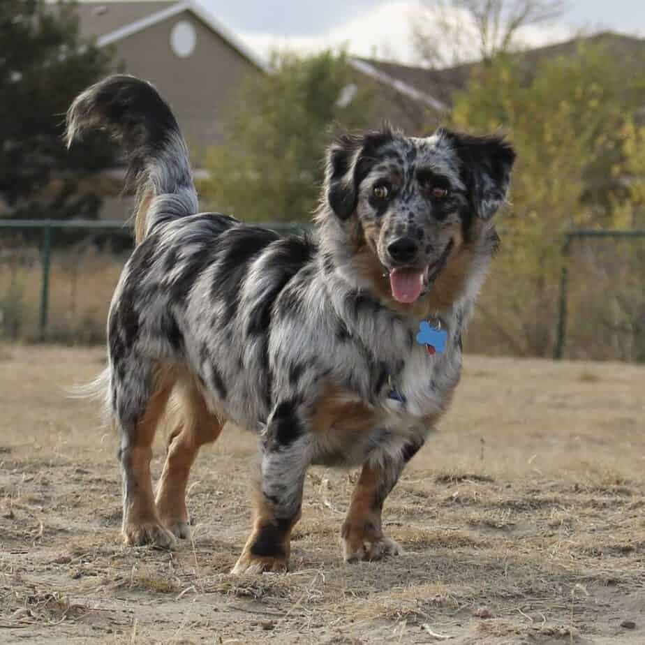 Border collie corgi mix