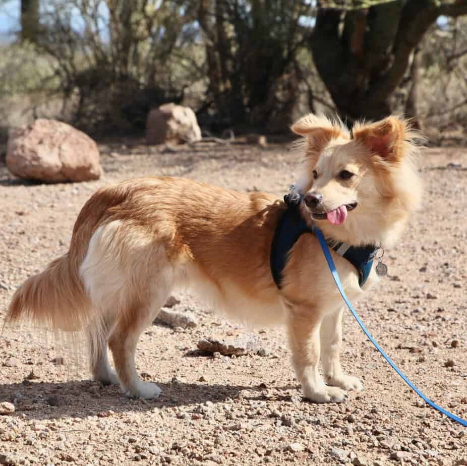 Australian Shepherd Corgi Mix