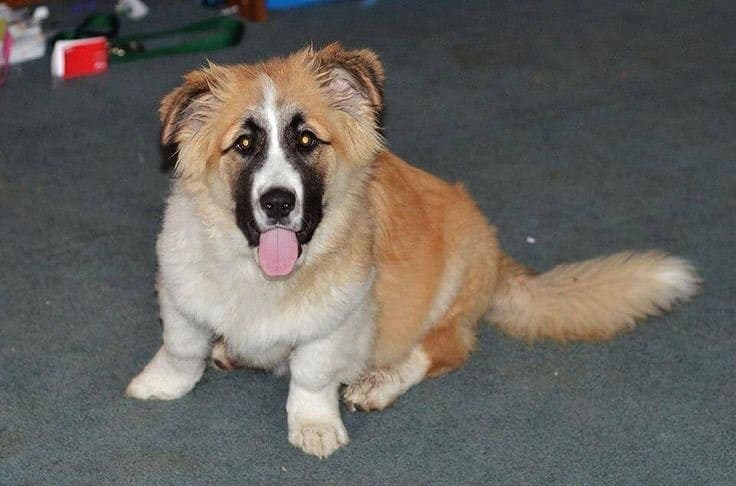 Cocker spaniel corgi mix