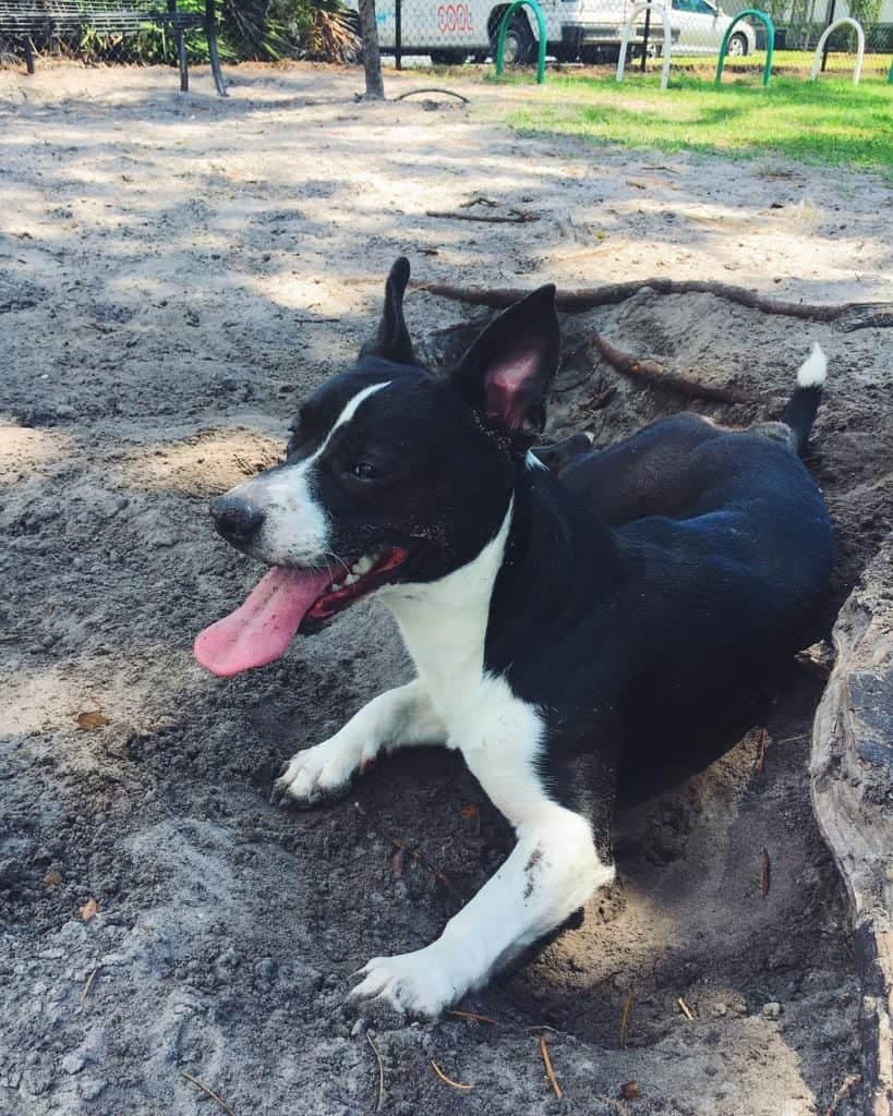 St. Bernard corgi mix