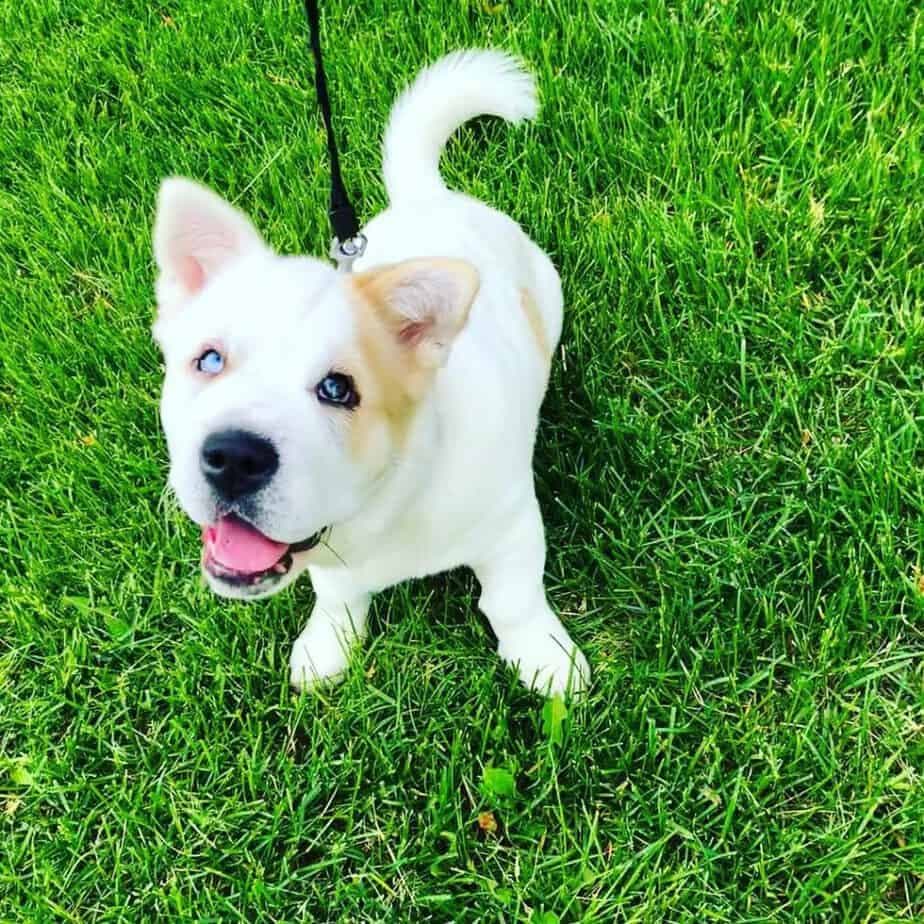 American Bulldog Corgi Mix