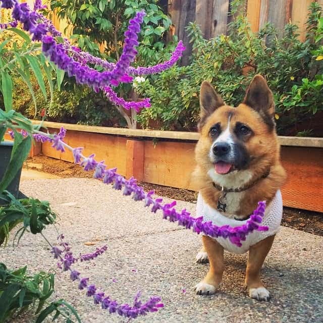 Shar pei corgi mix