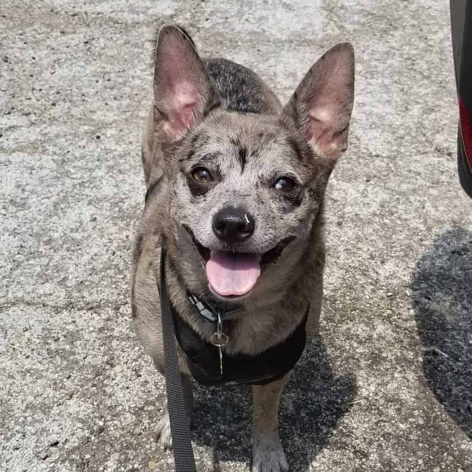 Akita corgi mix