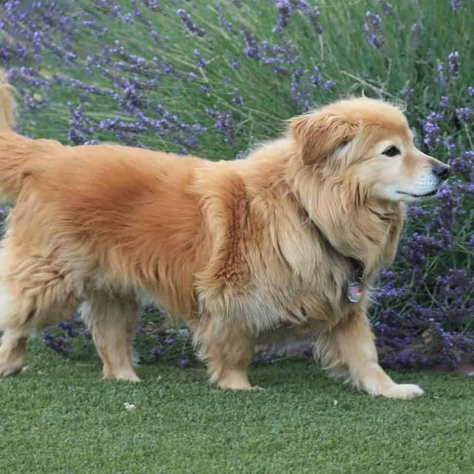 English Bulldog Corgi Mix