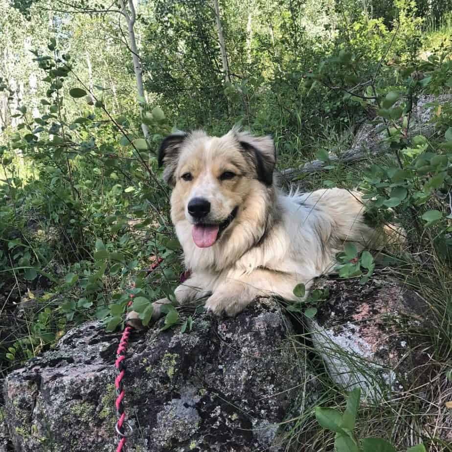 Golden retriever corgi mix