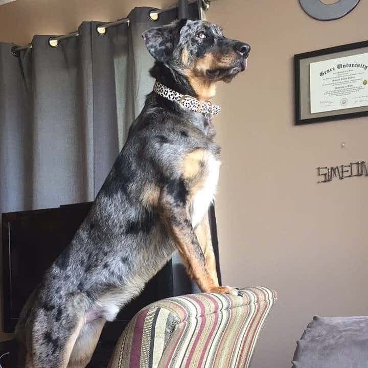 Bernese Mountain Dog Corgi Mix