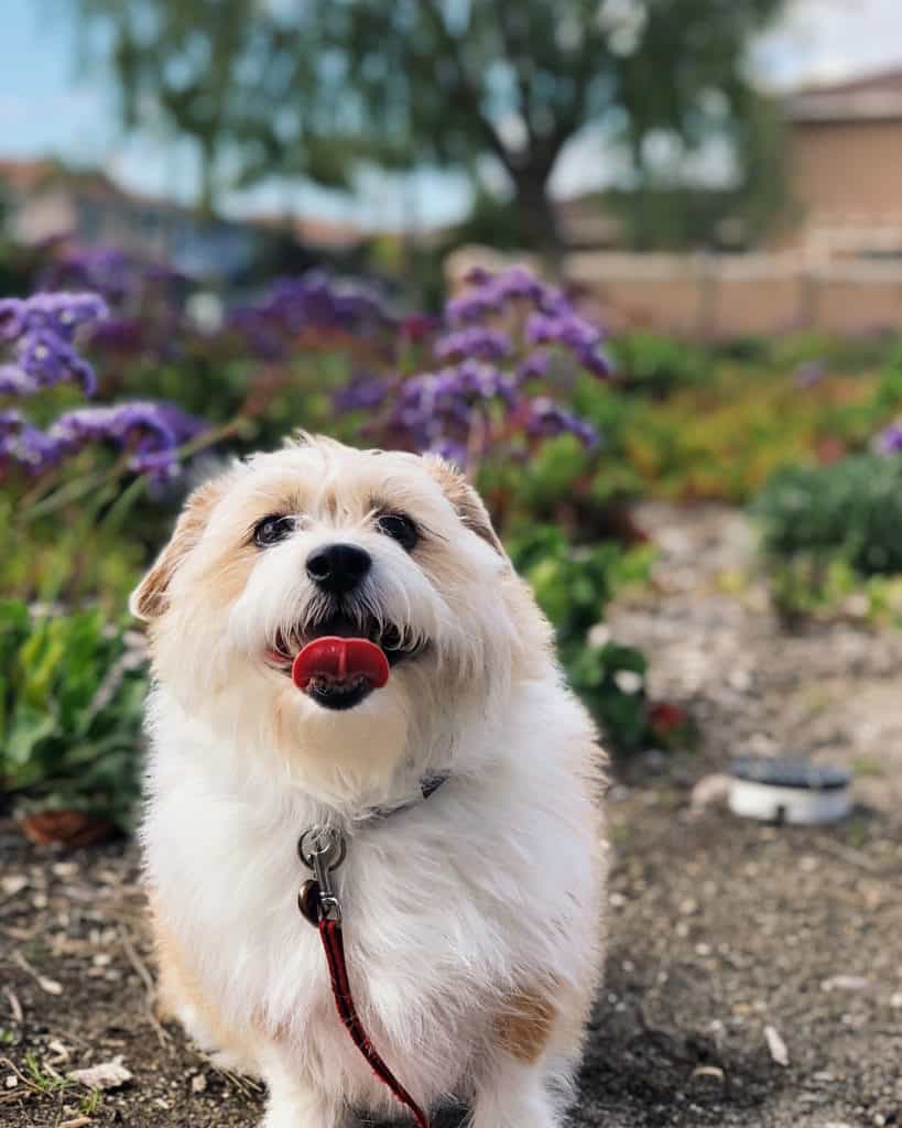 French Bulldog Corgi Mix