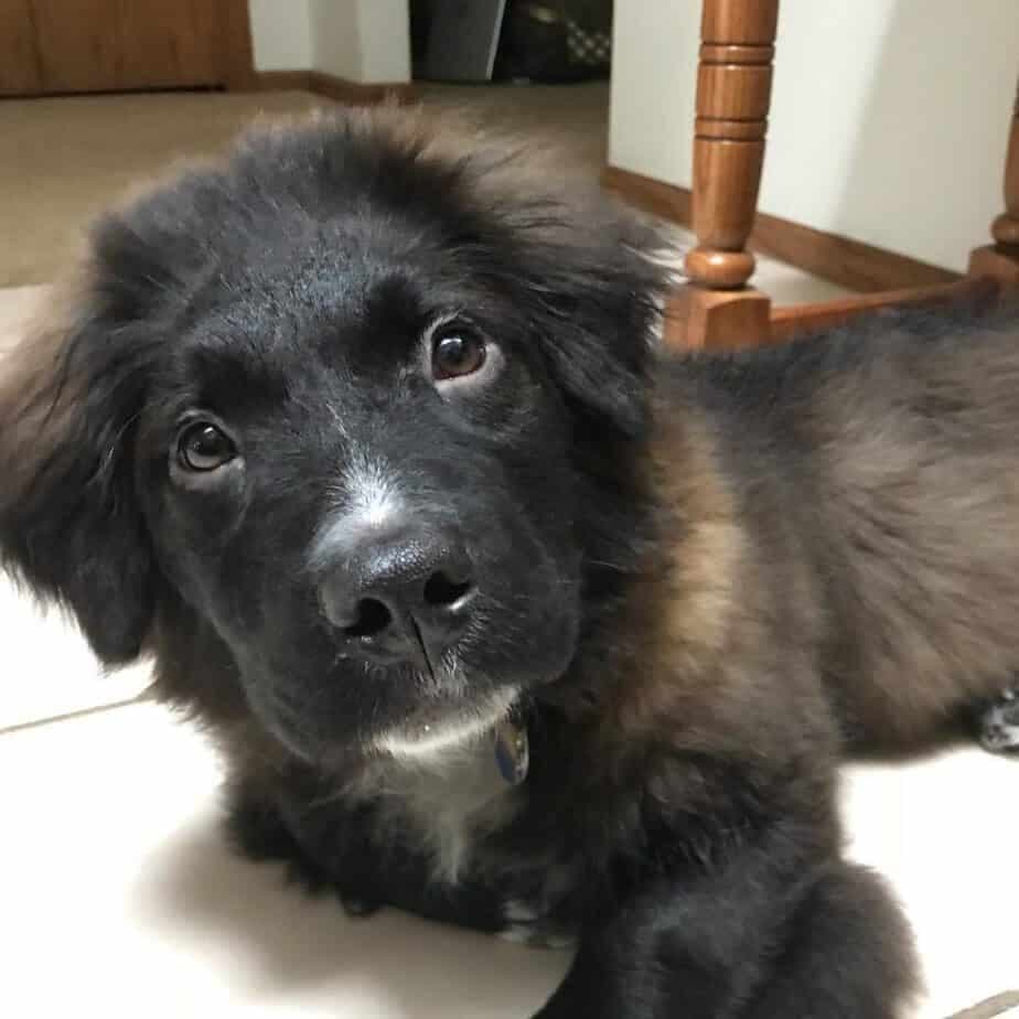 Shih tzu corgi mix