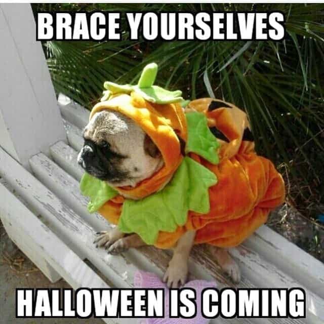 Brace yourselves halloween is coming - pug meme