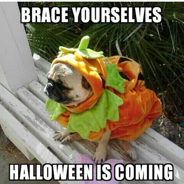 Brace yourselves Halloween is coming - Pug Meme