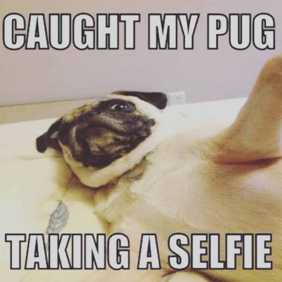 Caught my pug taking a selfie - pug meme