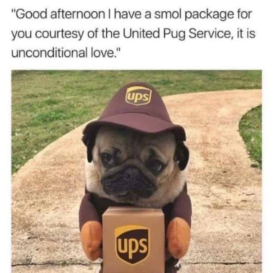 Good afternoon I have a smol package for you courtesy of the United Pug Service it is unconditional love - Pug Meme