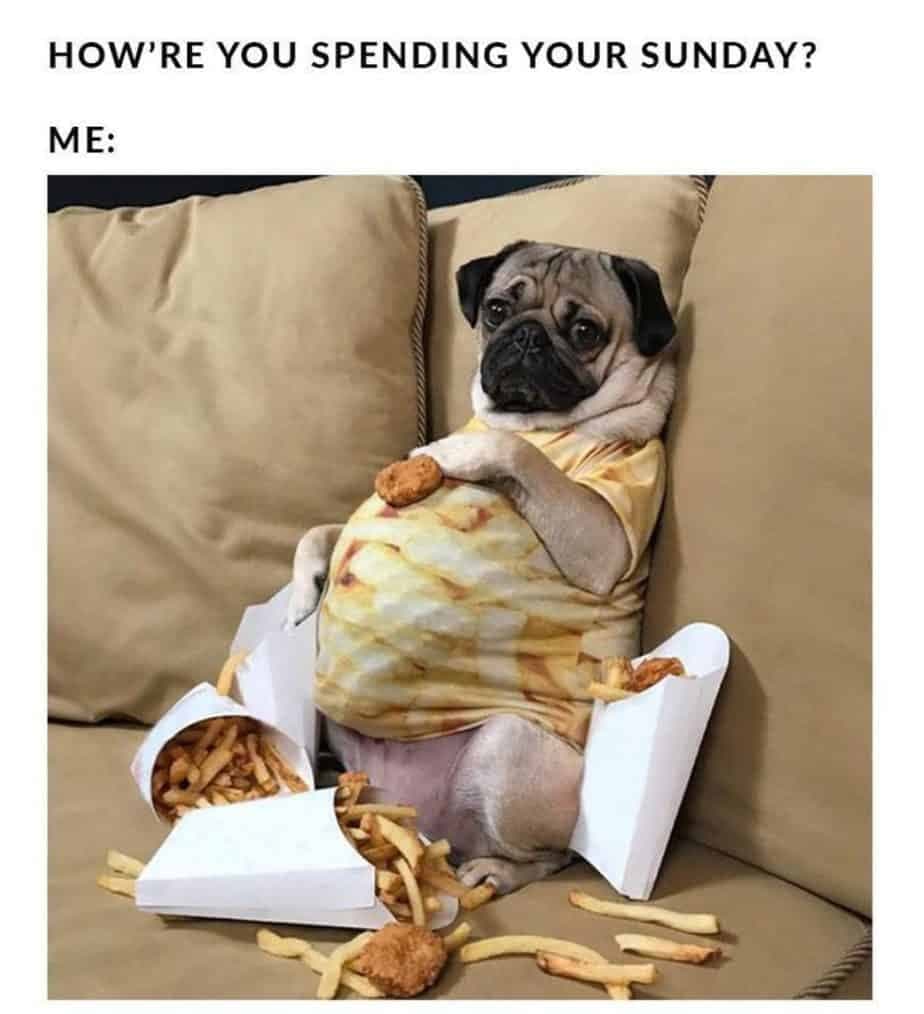 How're you spending your sunday me - Pug Meme