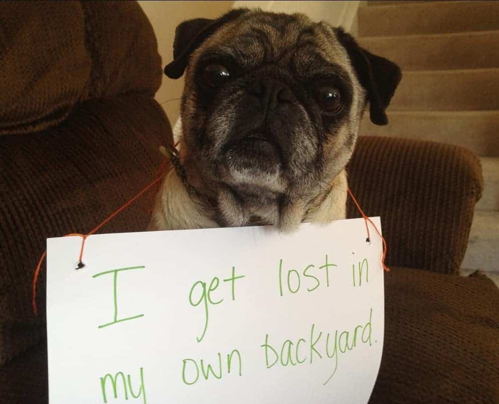 I get lost in my own backyard - pug meme