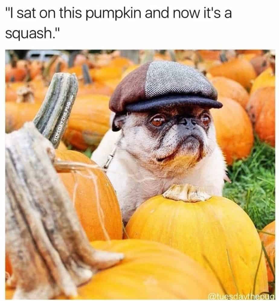 I sat on this pumpkin and now it's a squash - pug meme