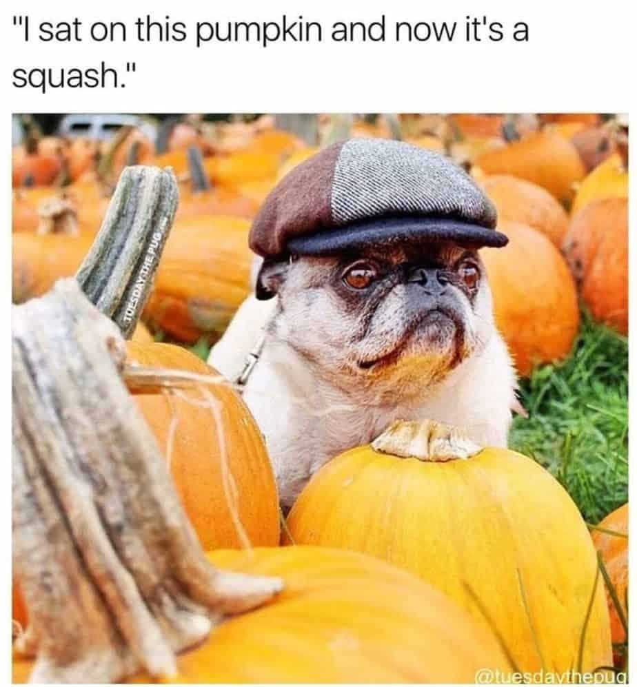 I sat on this pumpkin and now it's a squash - Pug Meme