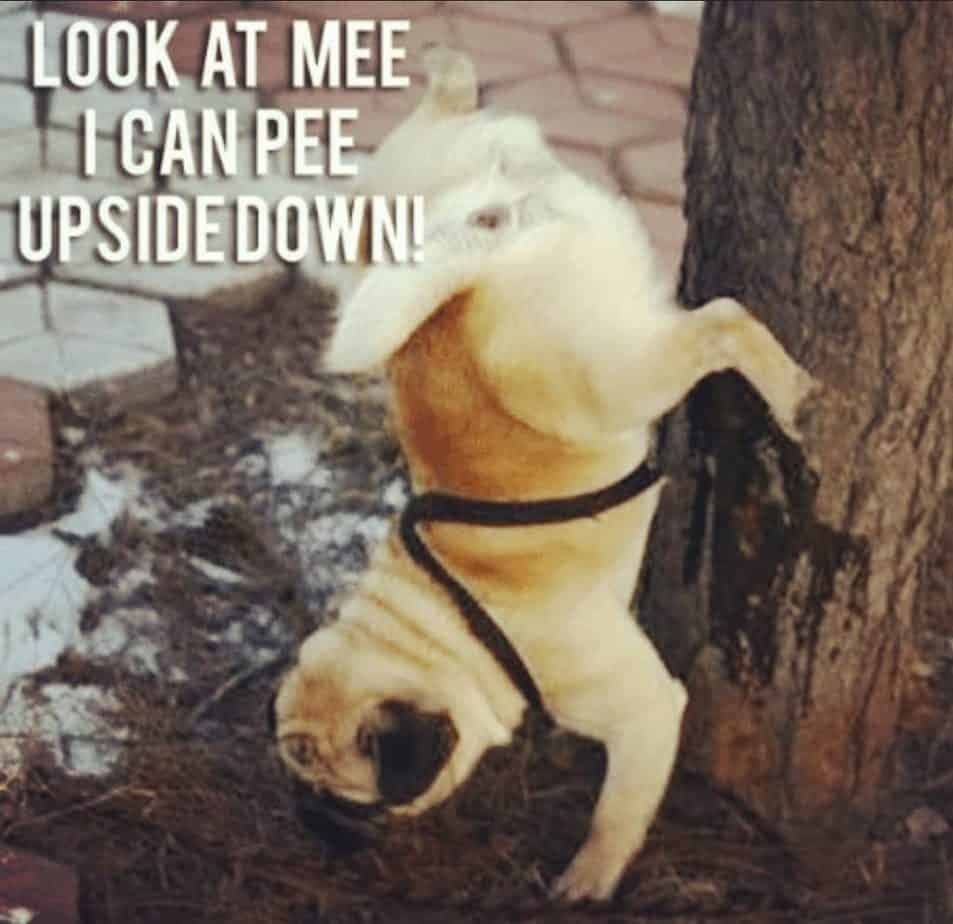 Look at mee i can pee upsidedown - pug meme