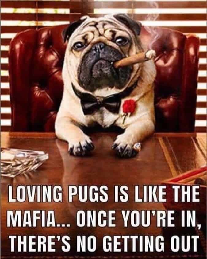 Loving pugs is like the mafia once you're in there's no getting out - pug meme