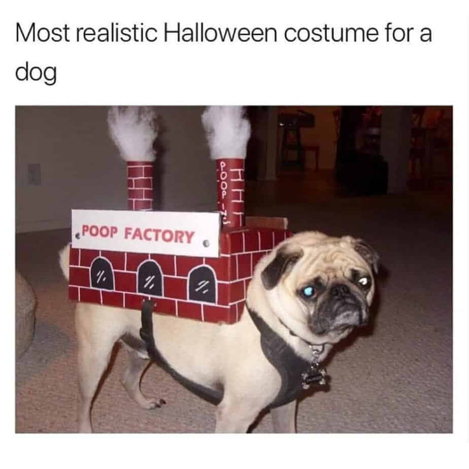 Most realistic halloween cosyume for a dog - pug meme