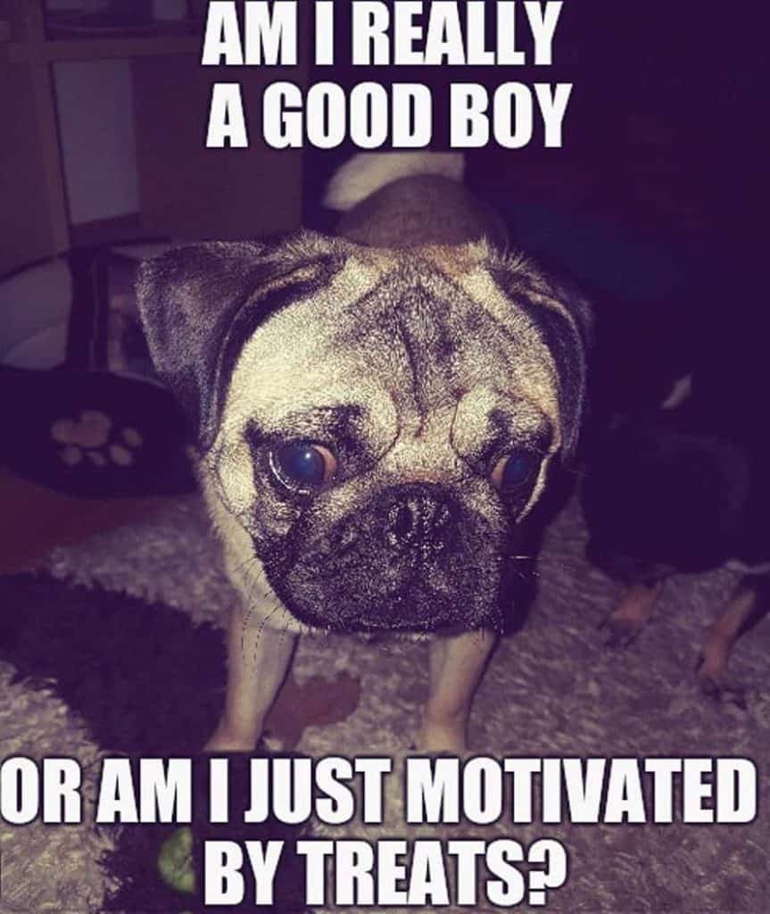 Pug meme - am i really a good boy or am i just motivated by treats