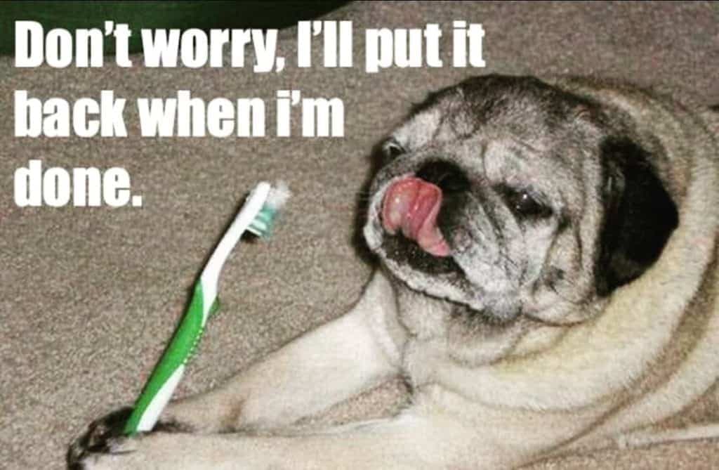 Pug Meme - Don't worry I'll put it back when I'm done