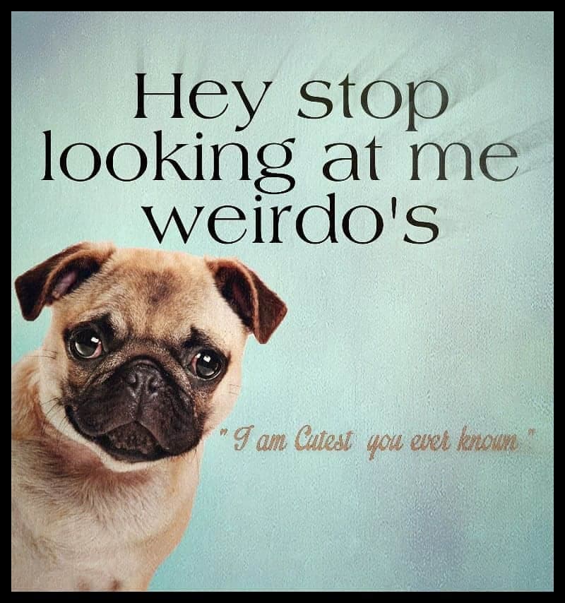 Pug Meme - hey stop looking at me weirdo's I am cutest you ever known