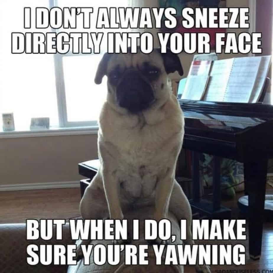 Pug meme - i didn't choose the pug life the pug life chose me