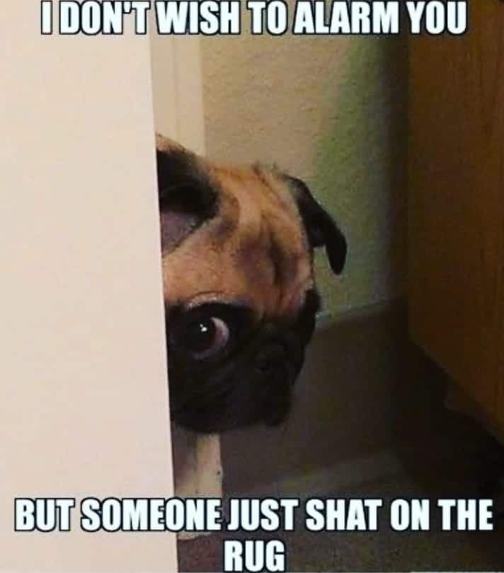 Pug meme - i don't always sneeze directly into your face but when i do i amke sure you're yawning